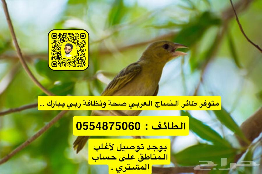 طائر النساج العربي64386808341762112