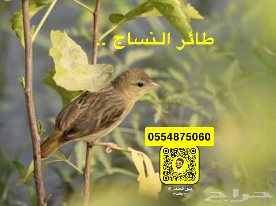 طائر النساج العربي64386808341762113