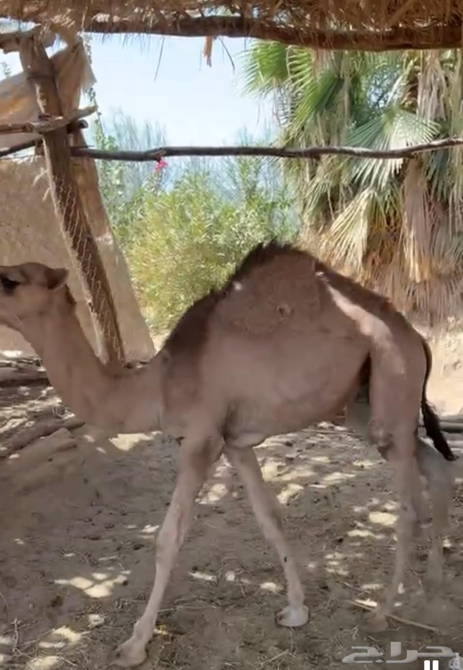 قعدان للبيع64381920138626111