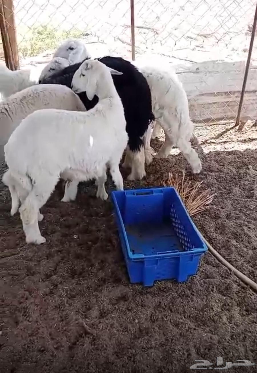 طليان للبيع العدد 664382955826689110