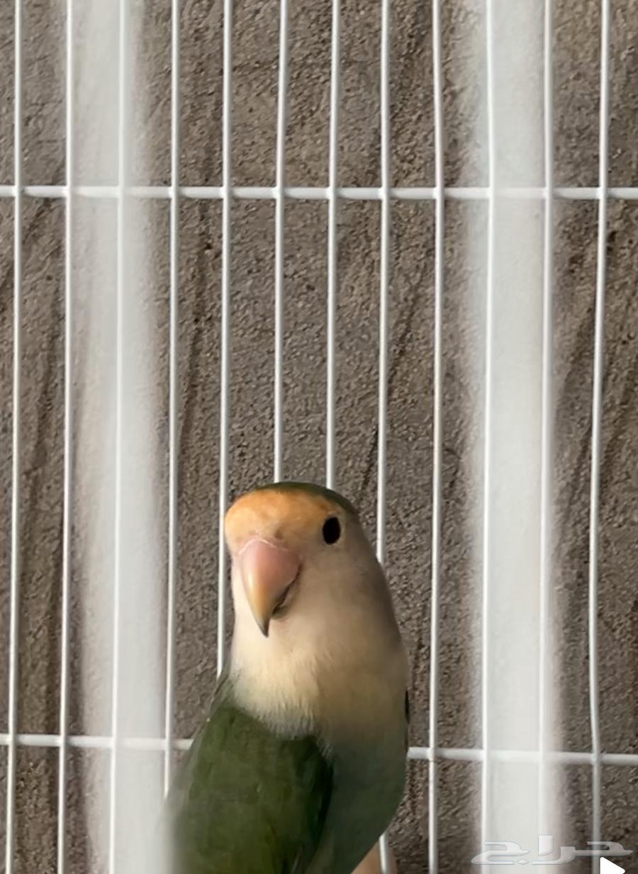 روز للبيع64384925158913111