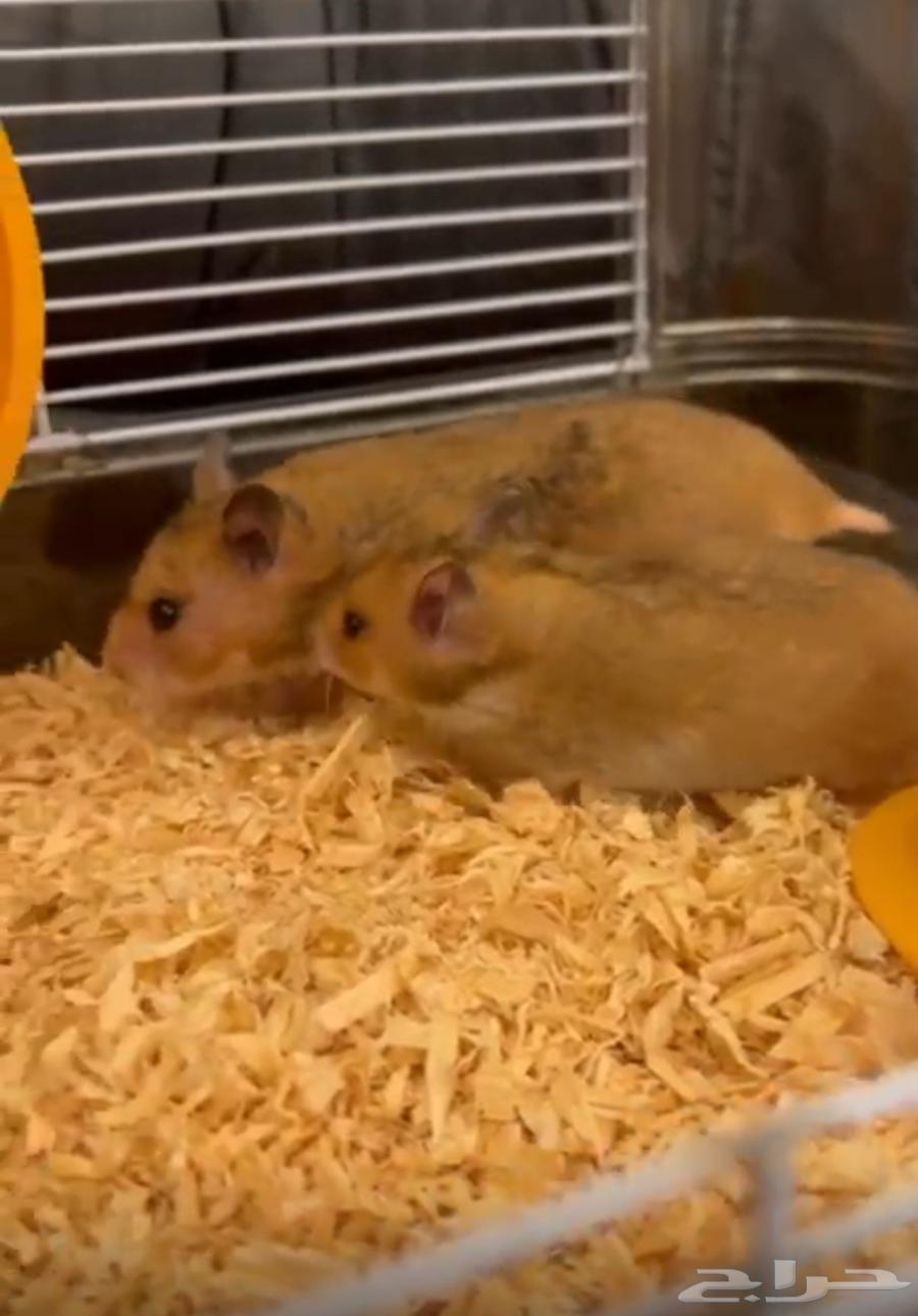 هامسترين للبيع64378091133186110