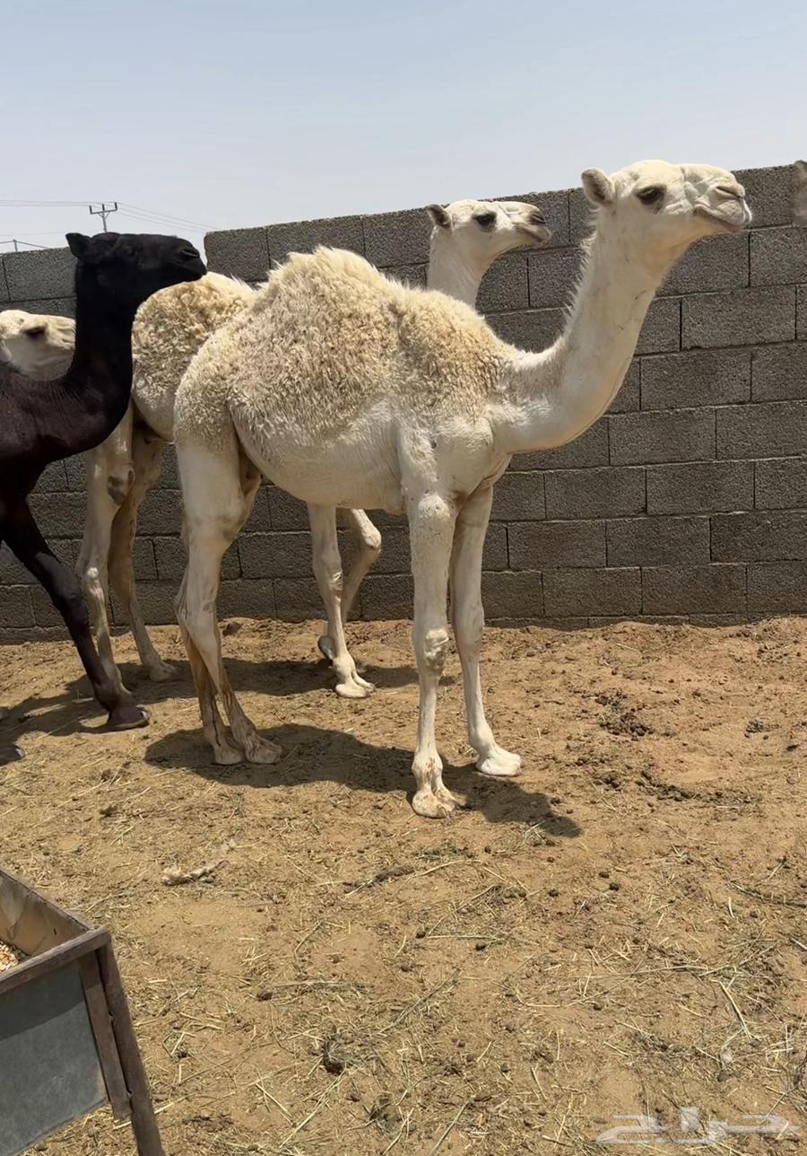 10قعدان كفو في بيشه64381562165761113