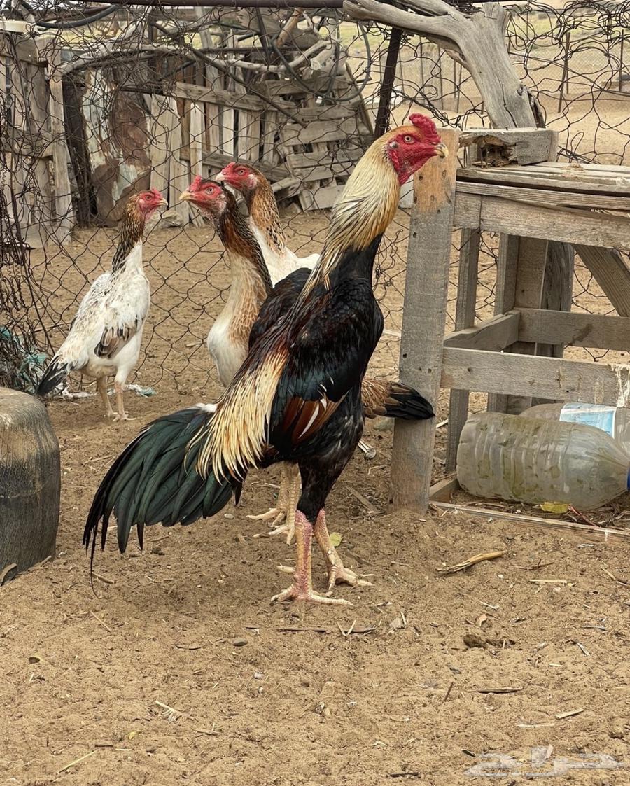 ديك شامو ياباني64381699158530113