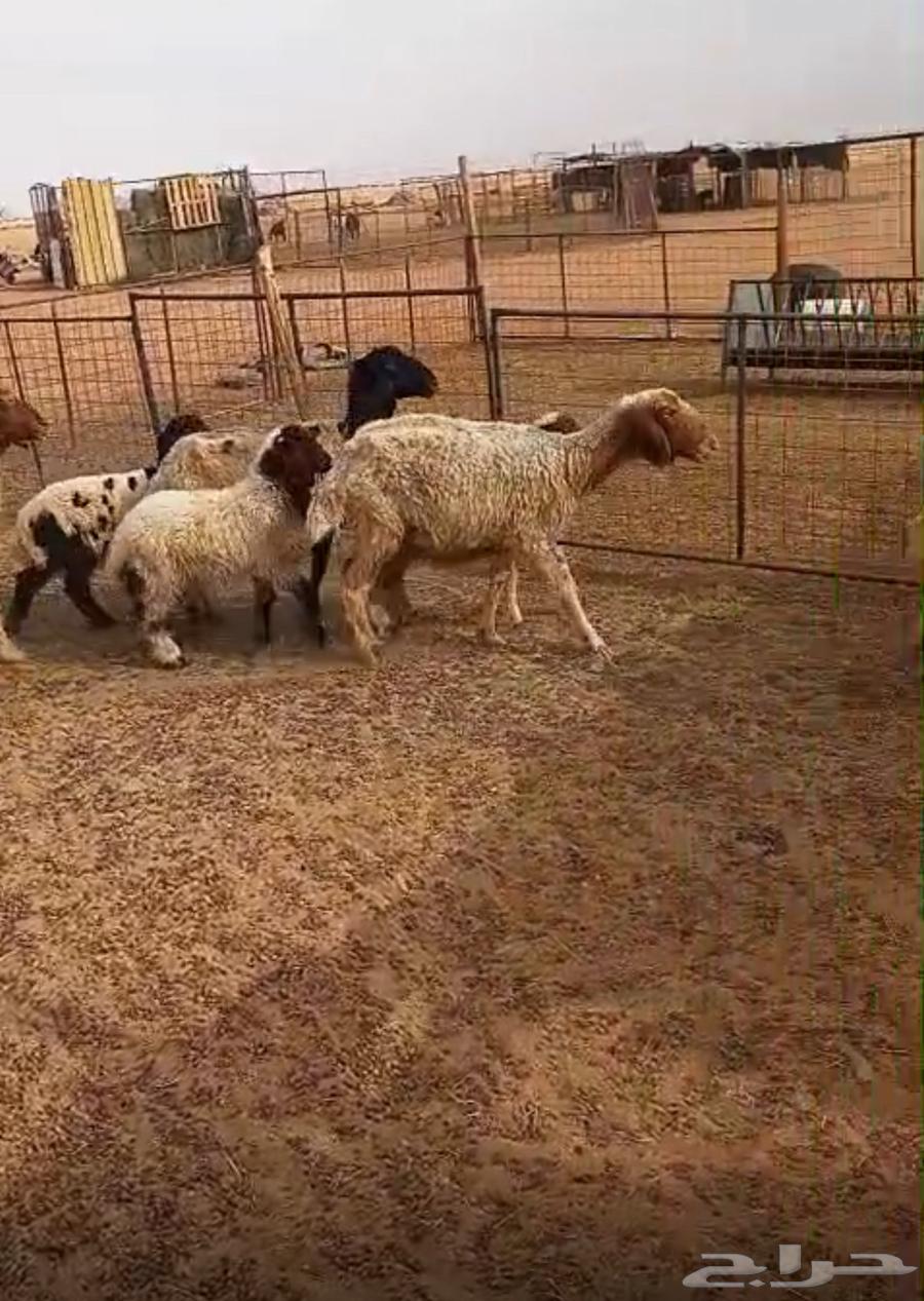 For sale 6 sheep with 6 lambs, offspring of Umar, their age three months64390788244354113