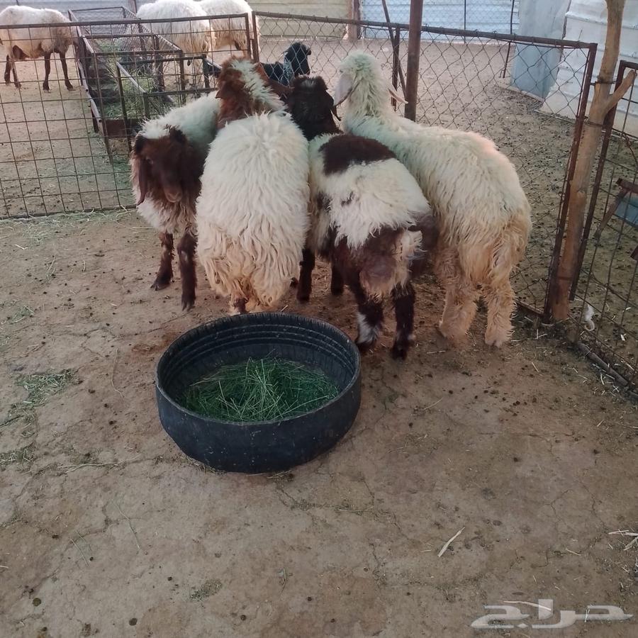 للبيع اربع رخال طيبات64389667967106110