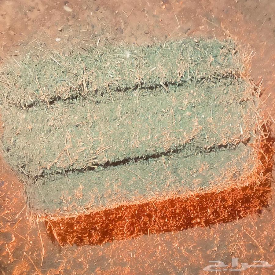 برسيم للبيع الموقع حائل64385147504771112