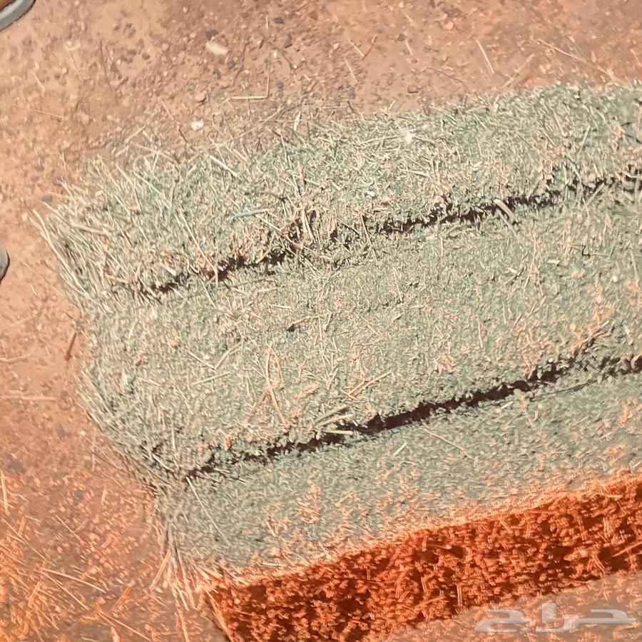 برسيم للبيع الموقع حائل64385147504771113