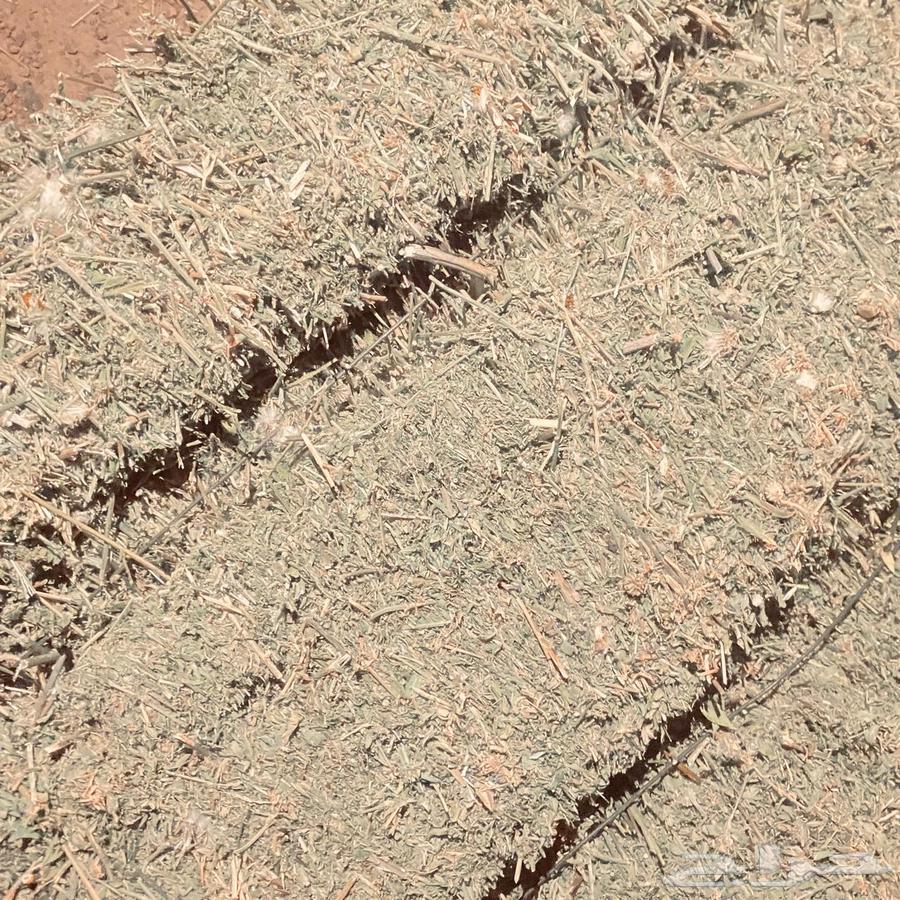 برسيم للبيع الموقع حائل64385147504771111