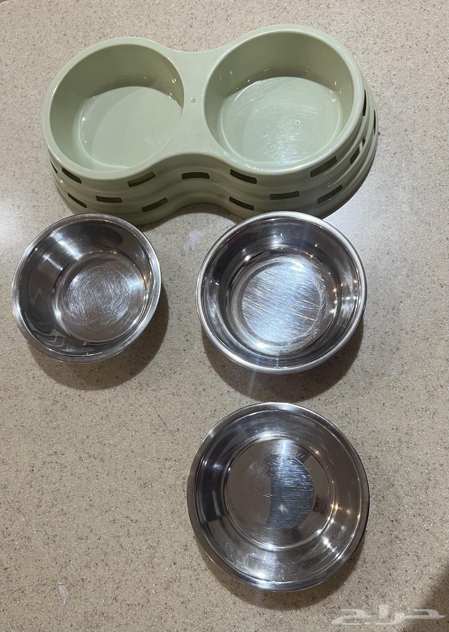 قطة سكوتش لونق هير دلوعه ومرتبة64390319451394112