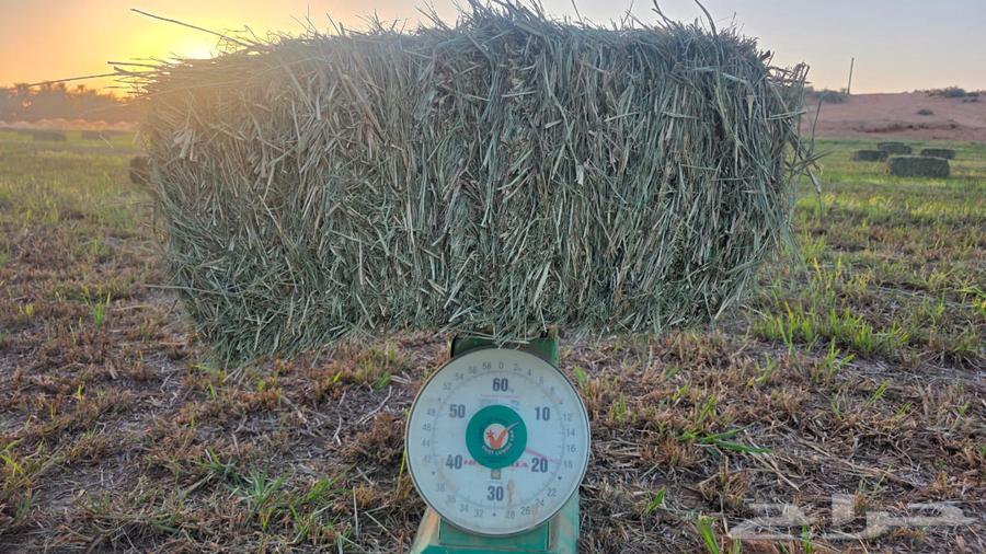 بلوبنك ناعم وزن من 18 وأكثر شد طيب64380521681283114