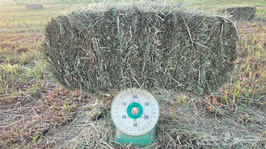 بلوبنك ناعم وزن من 18 وأكثر شد طيب64380521681283110