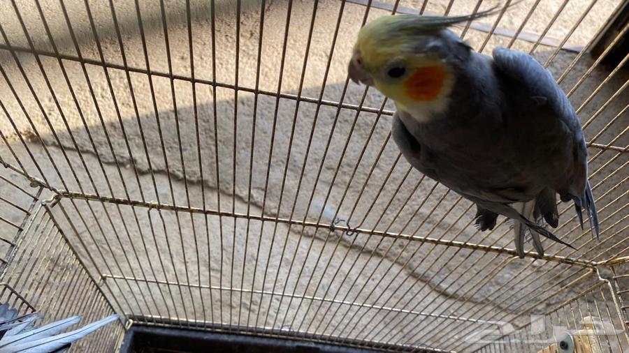 طيور كروان للبيع64388065200770112