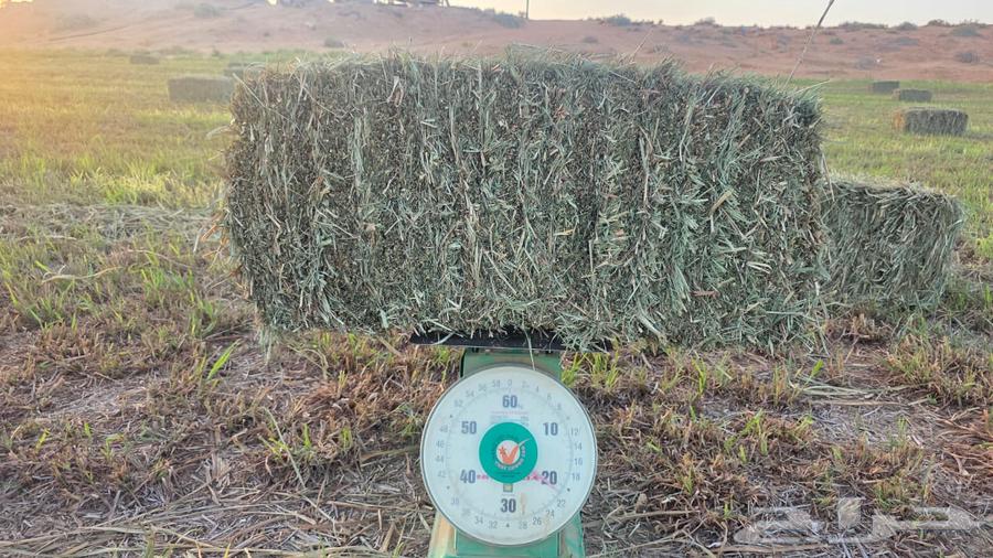 بلوبنك ناعم وزن من 18 وأكثر شد طيب64380521681283111