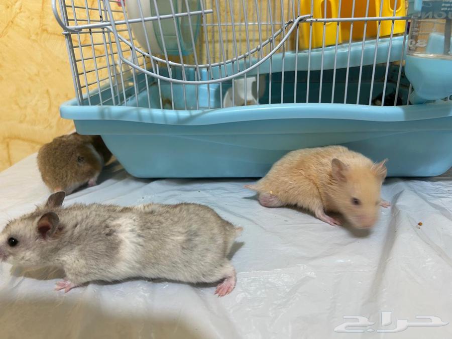 هامستر للبيع64383386557313111