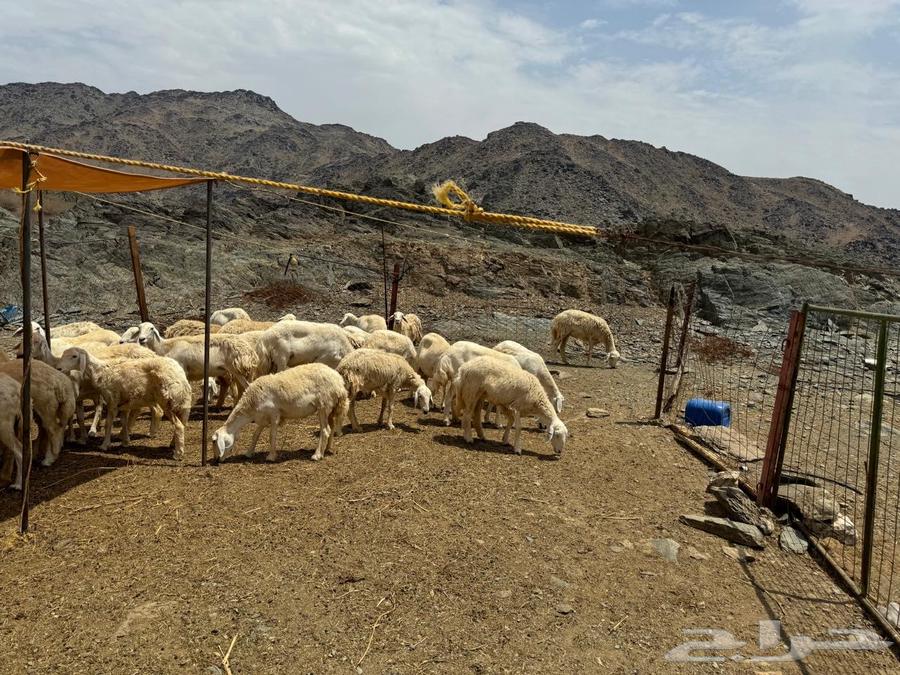 Free-range sheep and goats for sale, complete pasture64384661395075111