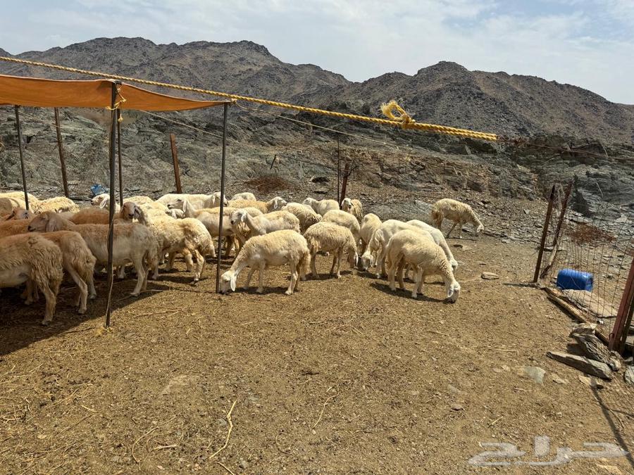 Free-range sheep and goats for sale, complete pasture64384661395075112