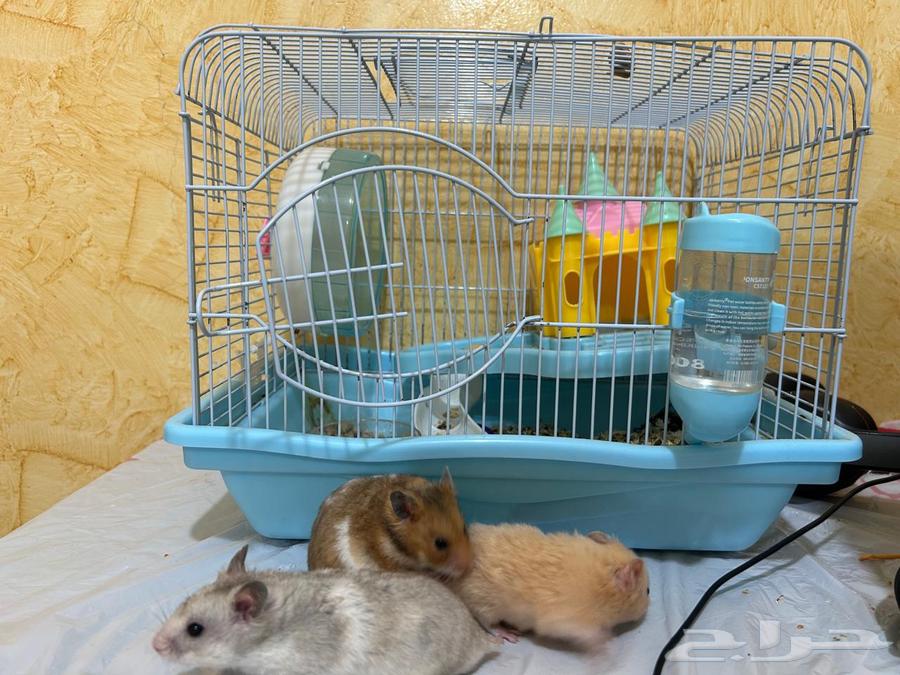 هامستر للبيع64383386557313110