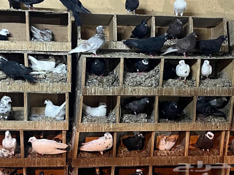 حمام قطيفي للبيع بالجملة(( اقل شيء 20 جوز ))64390692511873110