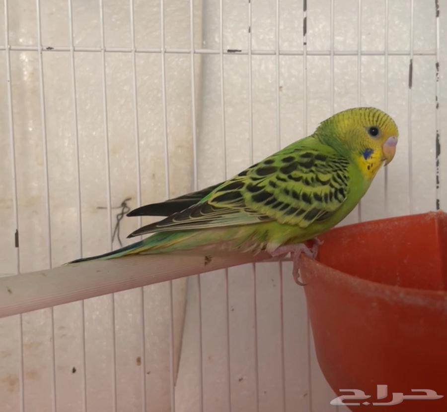 بادجي اليف64385021664515110