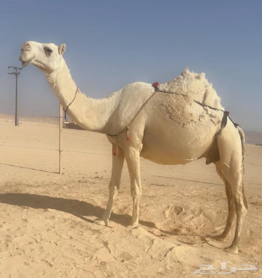 ابل للبيع لقحات وخلفات64381754263683110