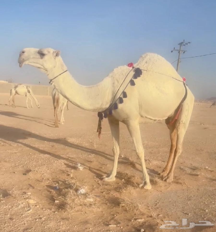 ابل للبيع لقحات وخلفات64381754263683111