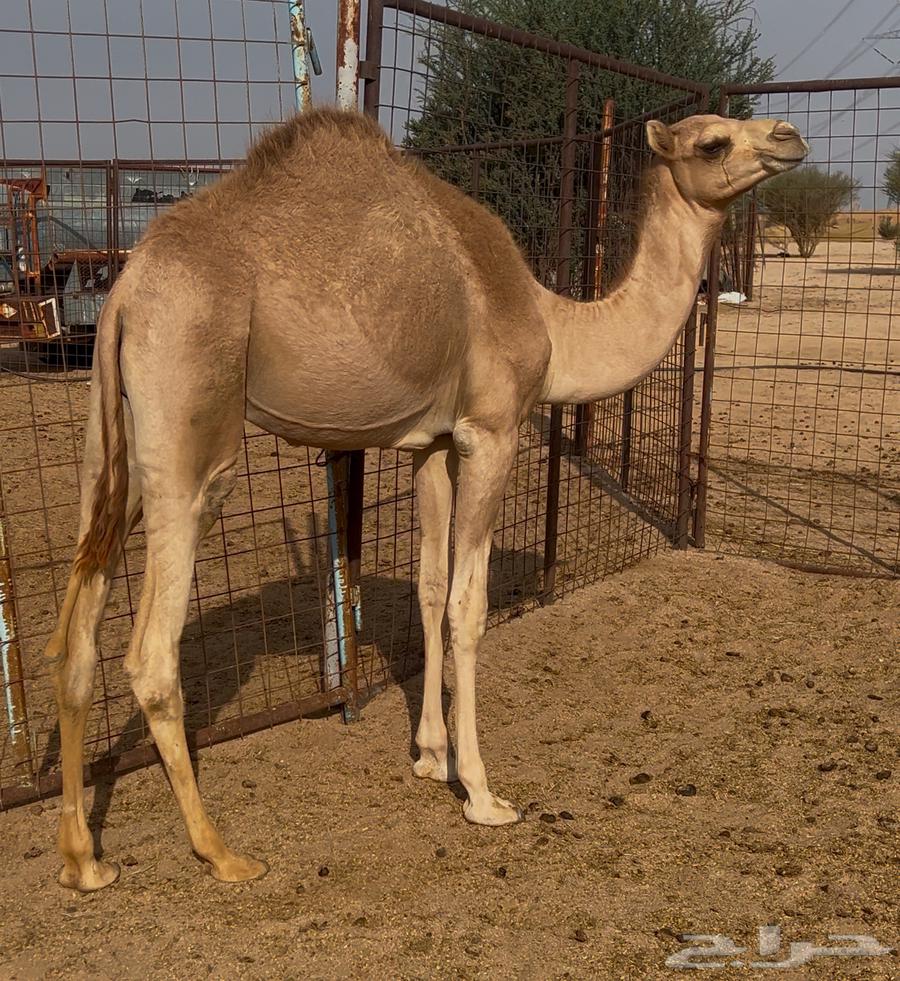 قعود مفرود للبيع64380764998786110