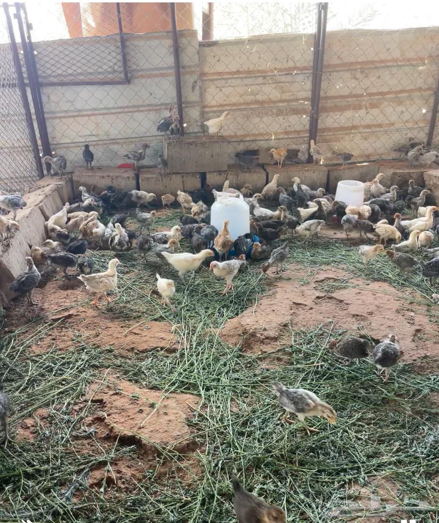 صيصان العمر شهر ونص64389004409858110