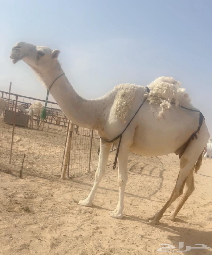 ابل للبيع لقحات وخلفات64381754263683112