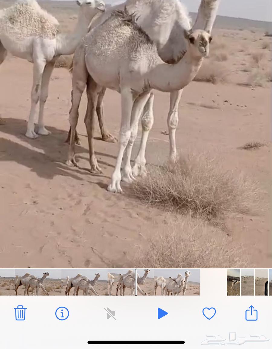 للبيع العشرا اطيبه64389114008579112