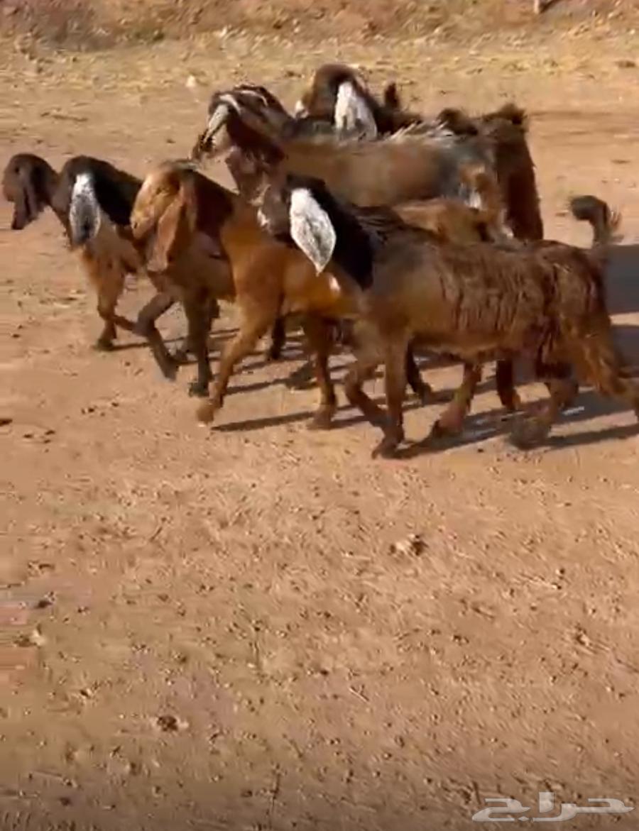 جفار طقم مشاريك قبرصي64380244062594110