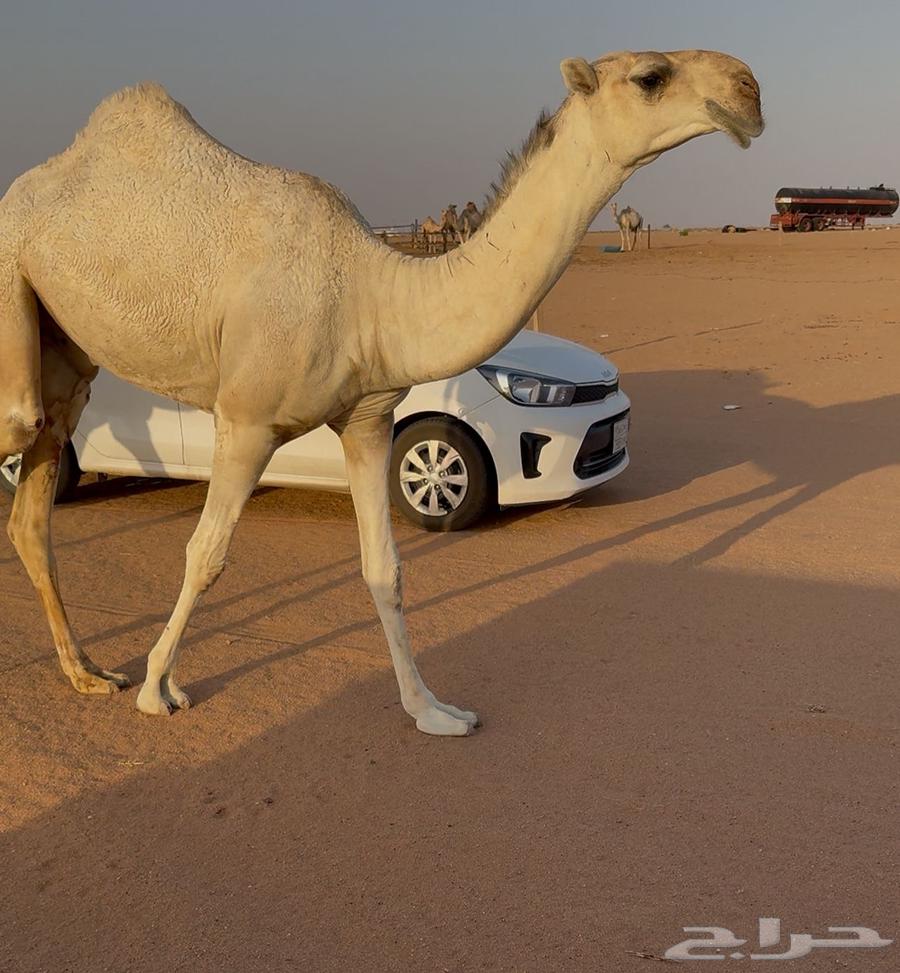 قعود للبيع64377196952195111