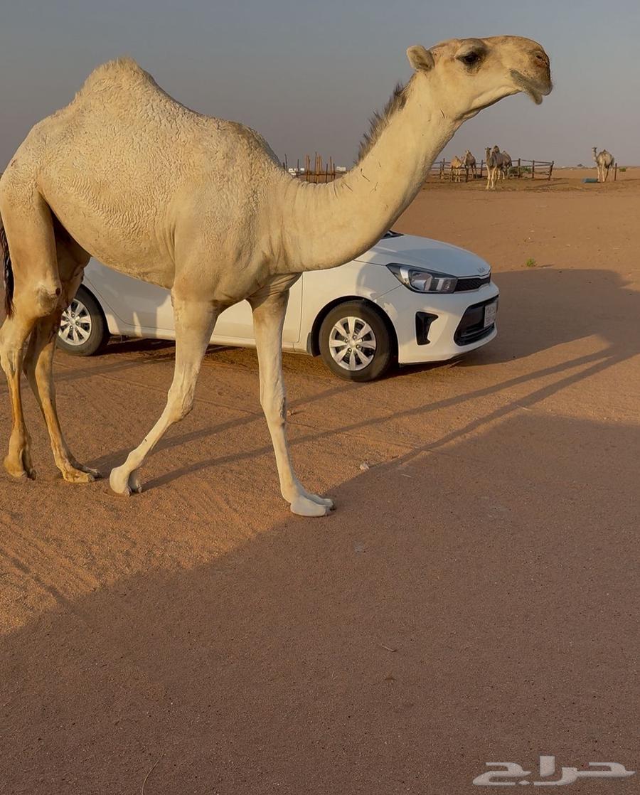 قعود للبيع64377196952195110