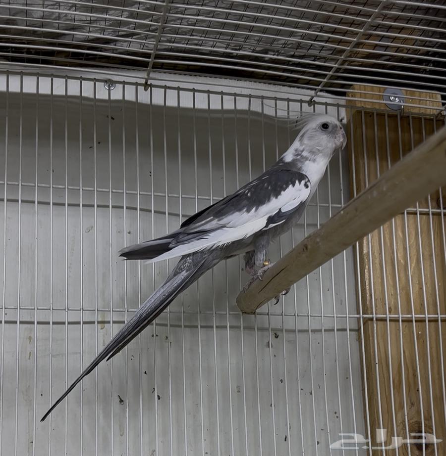 ذكر كروان وايت فيس بايد TOP.64385021711873111