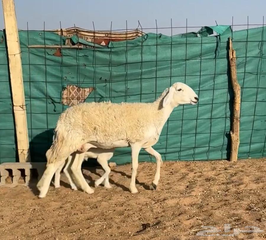 رخل حريه والد صنف خصم حرشاء معها طلي64388564373379110