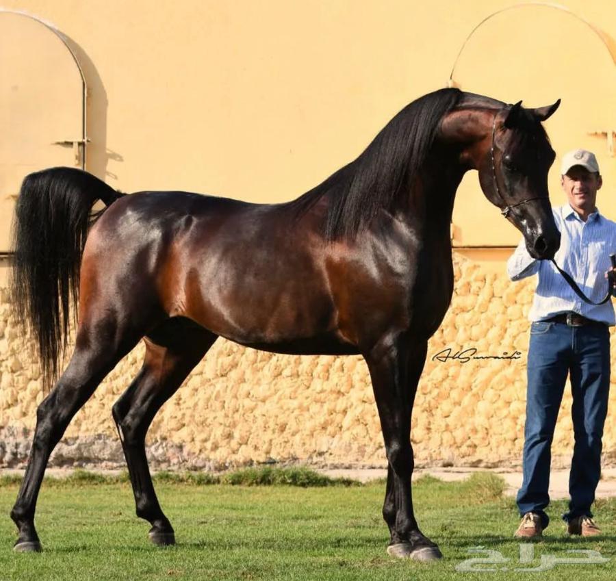 مهر عربي واهو للبيع64381507880066110