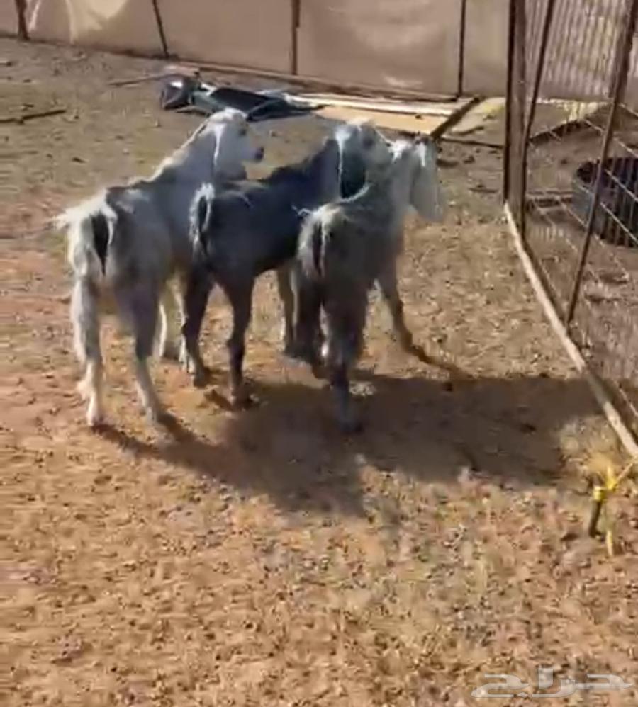 Tios Mukhasi64380999730179110