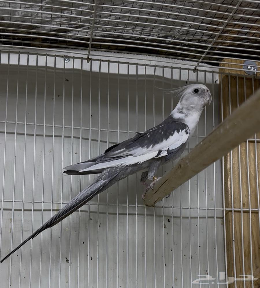 ذكر كروان وايت فيس بايد TOP.64385021711873110