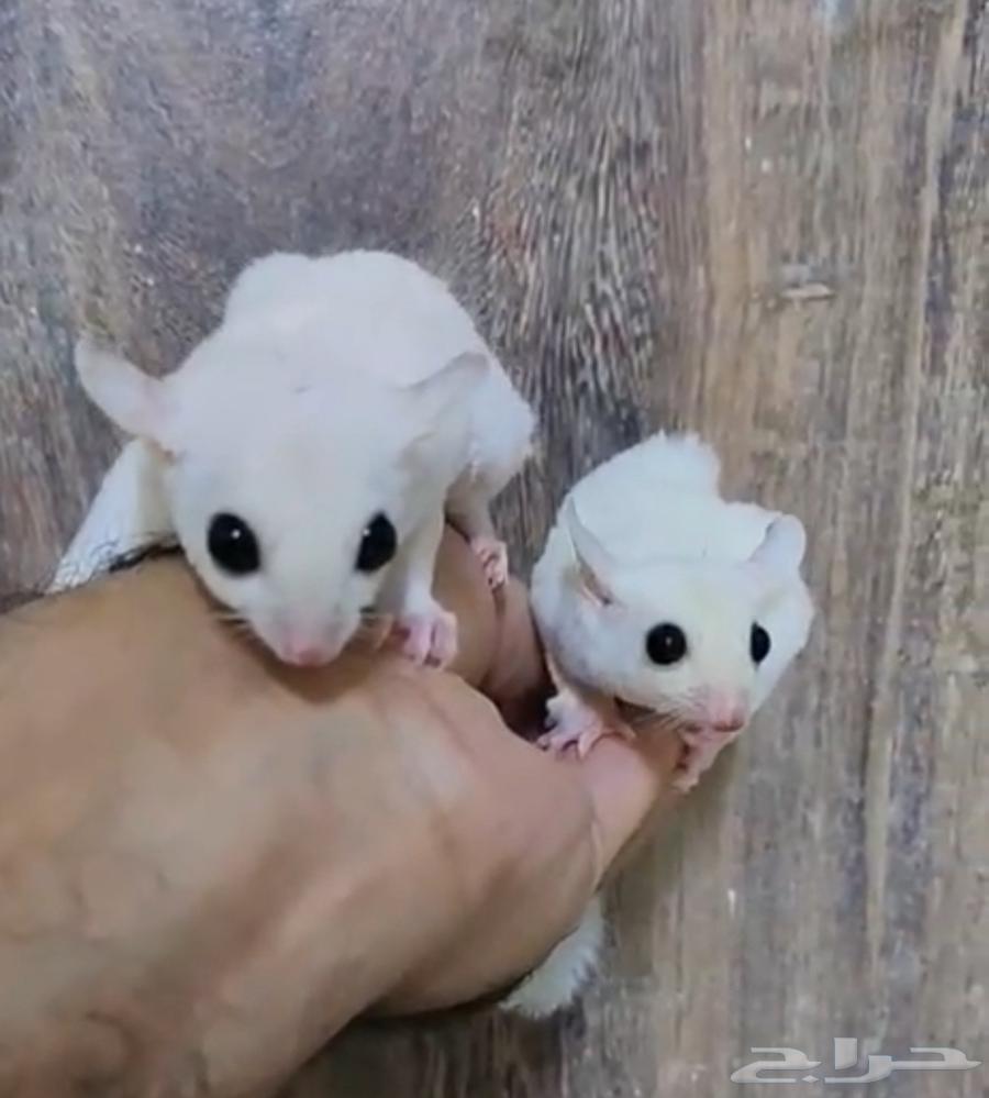 شوقر قلايدر .. اوسيستيك64388023562243110