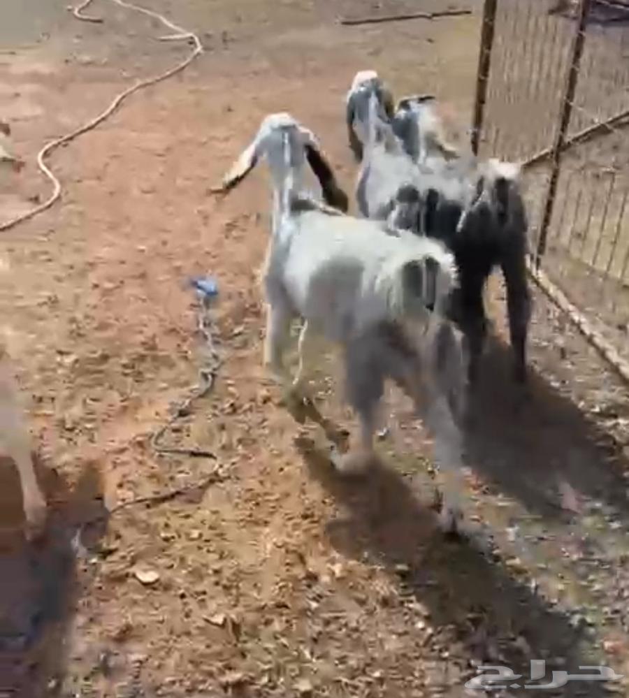 Tios Mukhasi64380999730179111