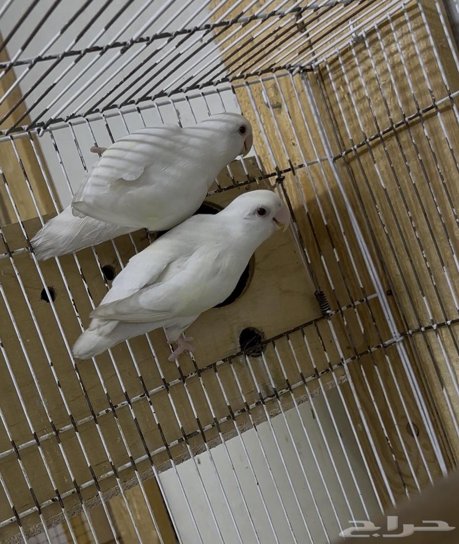 جوز روز البينو منتج ( تم البيع ) TOP.64391133082243110