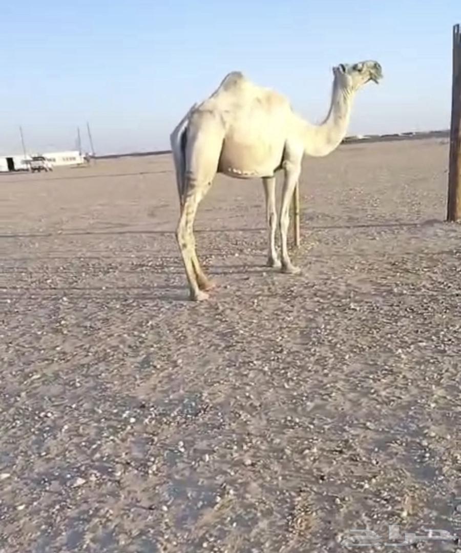 للبيع ضريبه64382763158914110