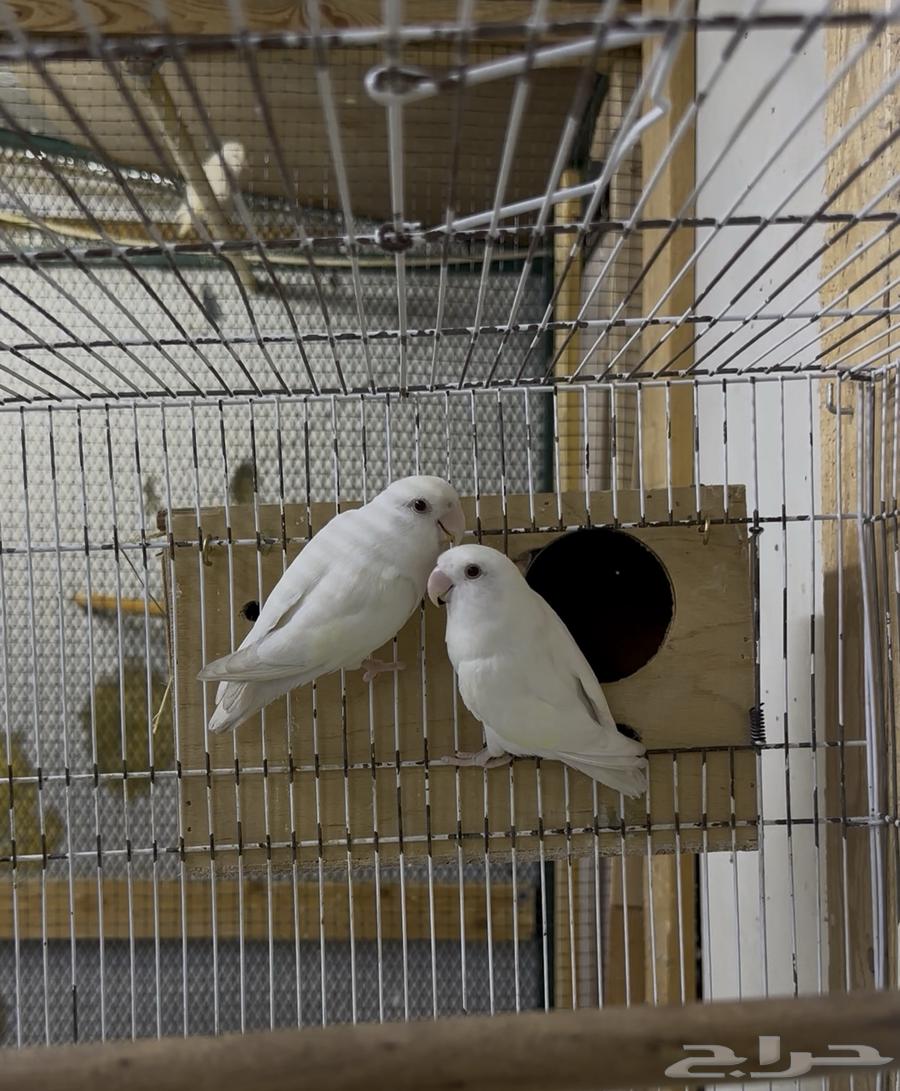 جوز روز البينو منتج ( تم البيع ) TOP.64391133082243112