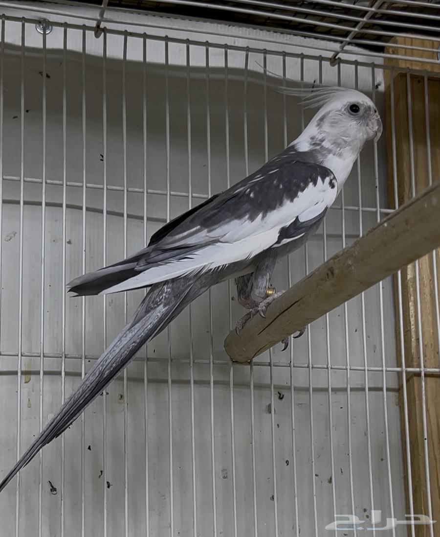 ذكر كروان وايت فيس بايد TOP.64385021711873112