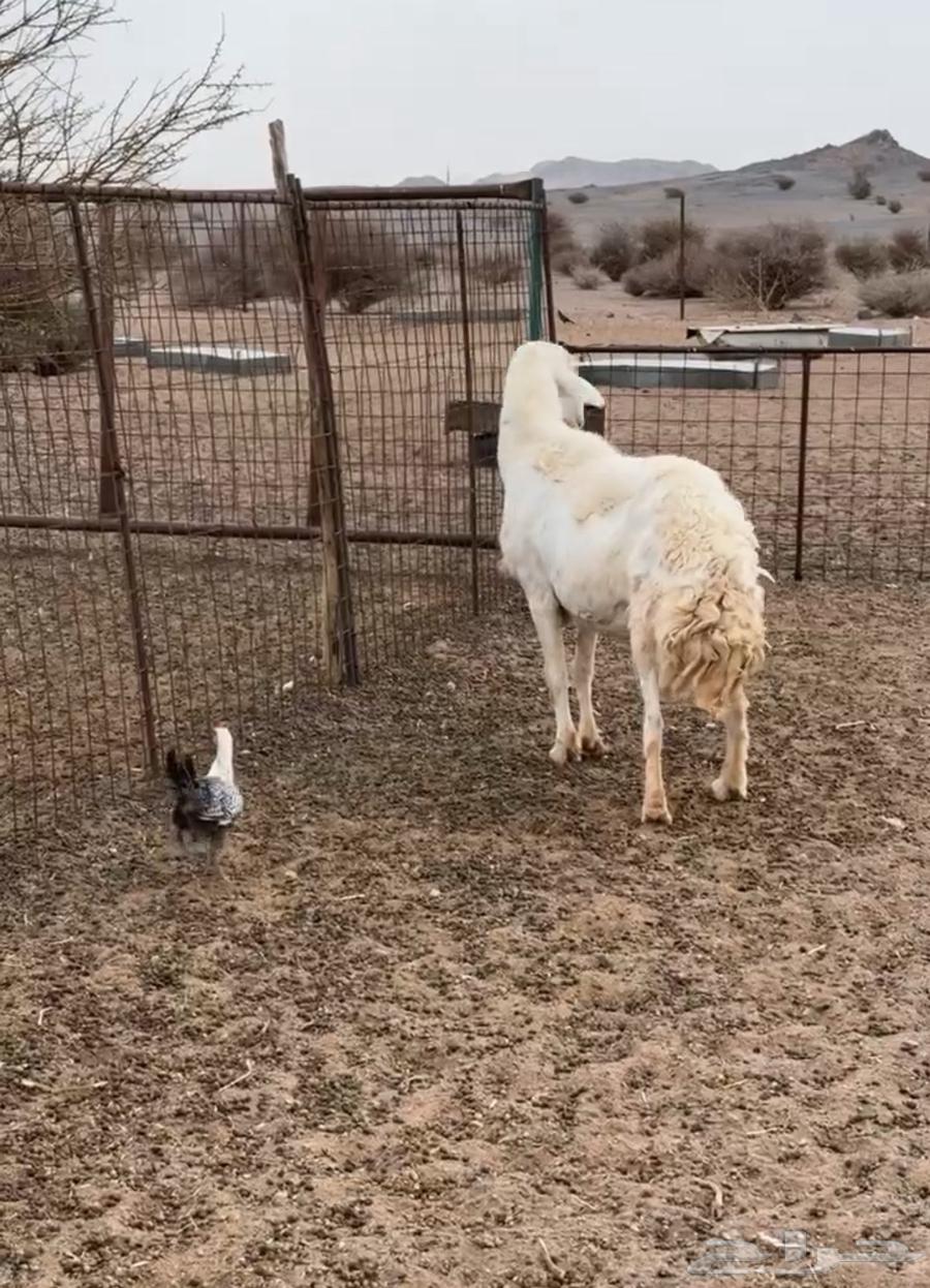 فحل صنف مشروط64379703615106110