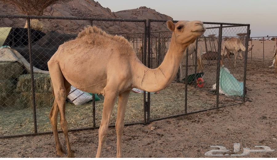 بكرا للبيع64384036842113110