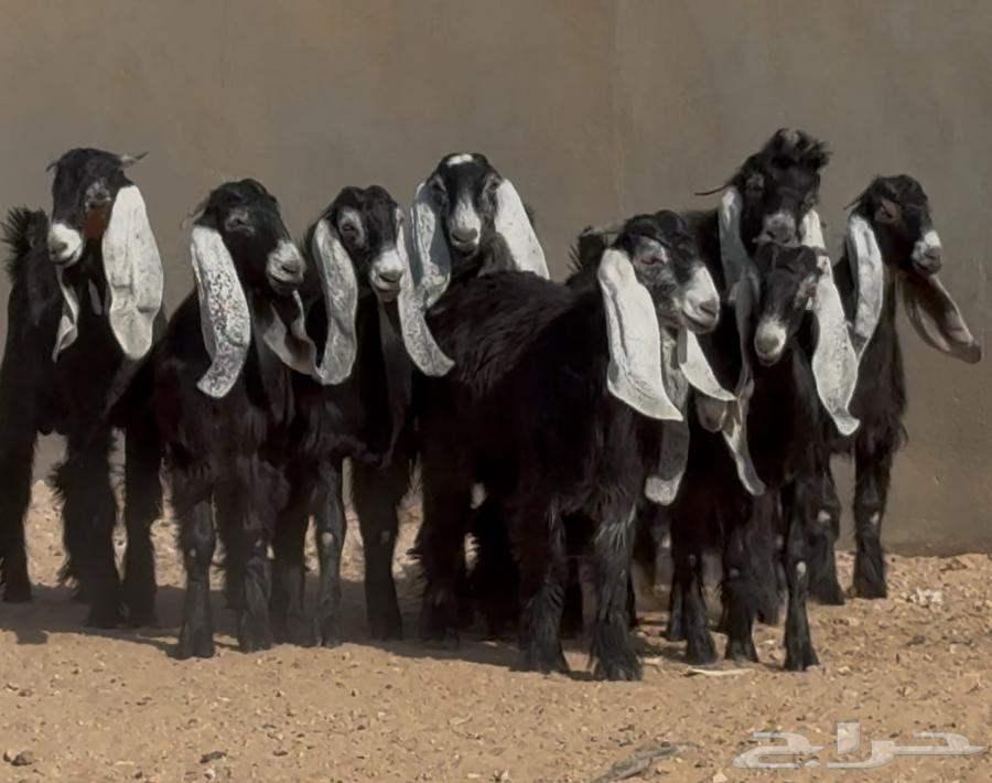 جذعات عوارض ربش طيبه العدد 10 بالفحول 264387843551489110