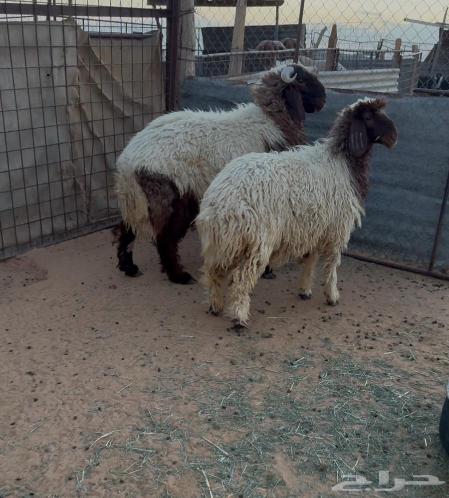 خروف ورخل فاخره64389364199937110