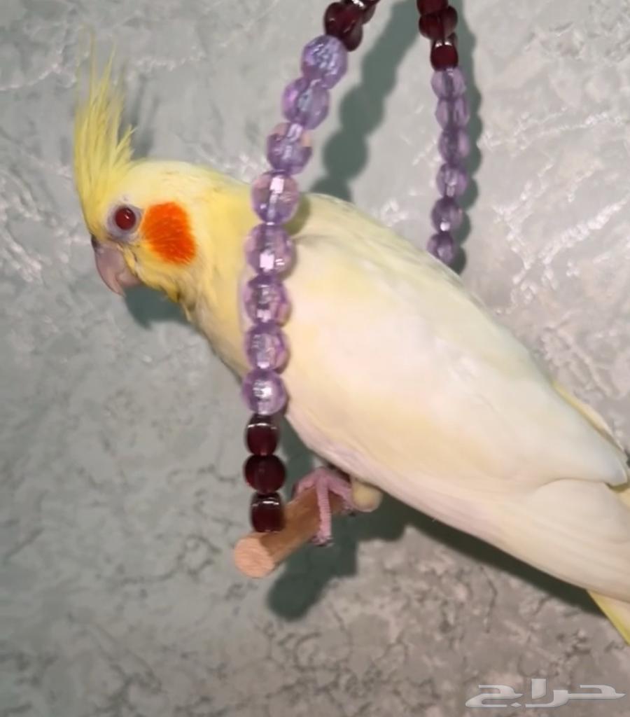 كروان لاتينو هدد64390333593987110