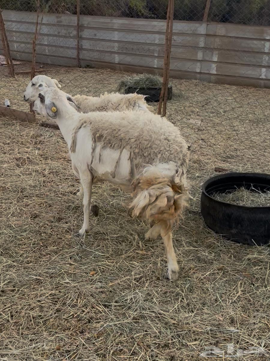 5 sheep, payment freedom for one customer at 75064384479060355113